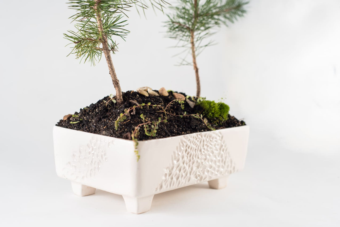 Maceta Cerámica Bonsai blanca con textura