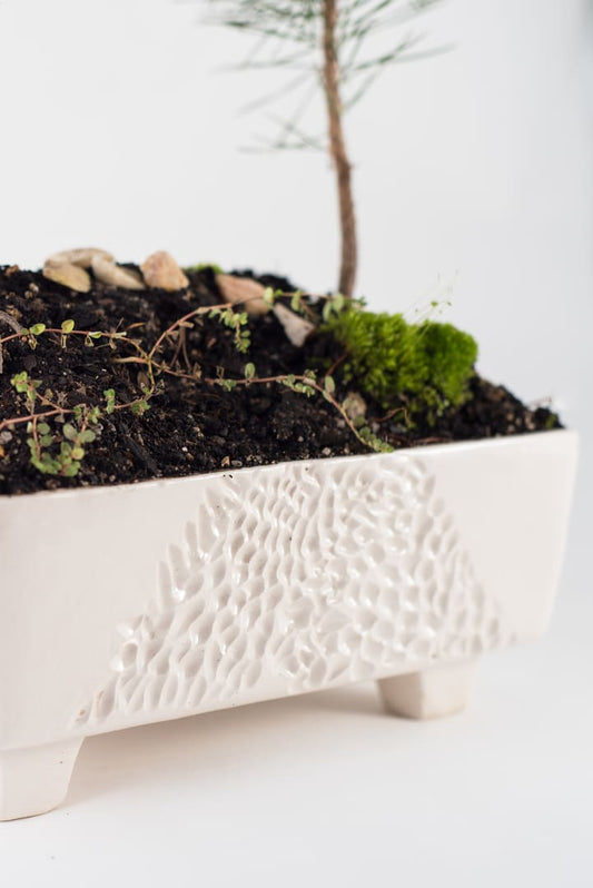 Maceta Cerámica Bonsai blanca con textura